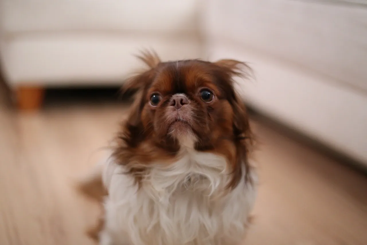 chien désobéit