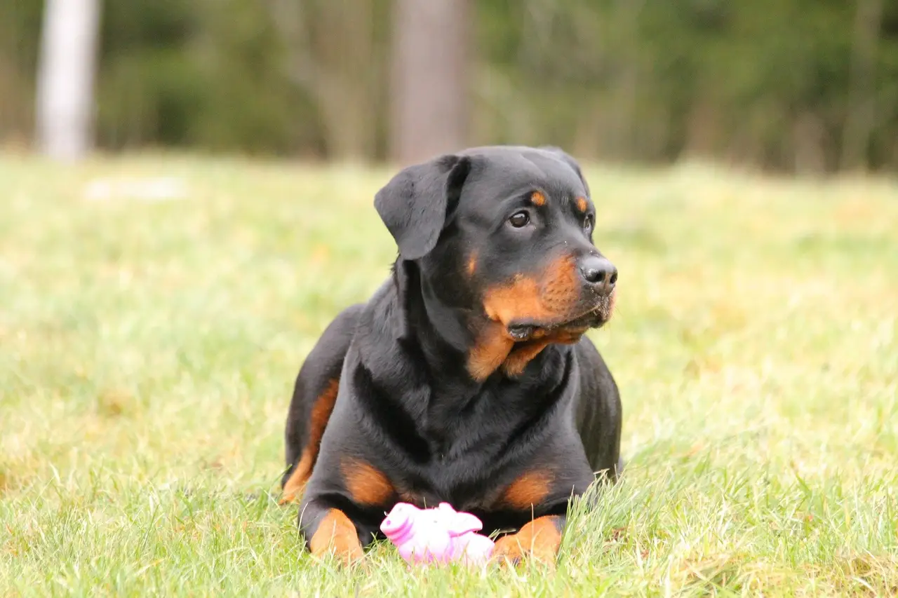 retournement estomac chien