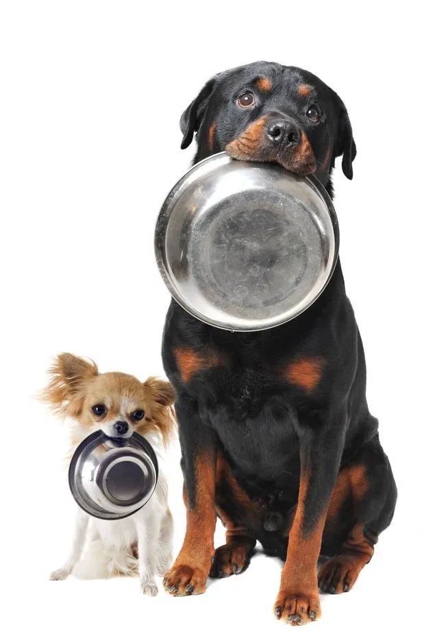 Comment choisir les croquettes pour son chien ?