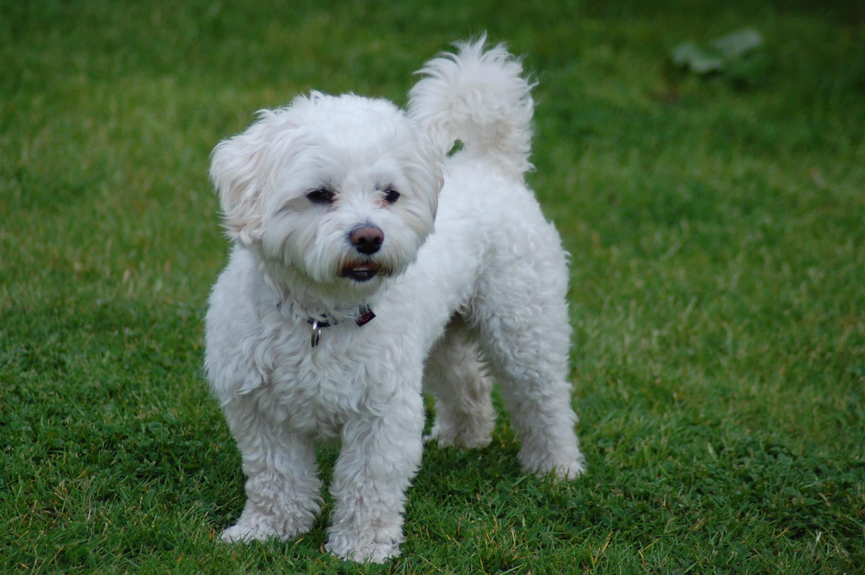 Bichon Maltais Caract re Origine Prix ducation Et Conseils