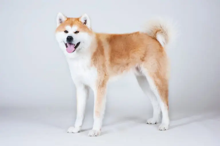 Akta inu