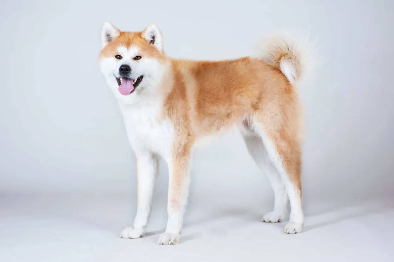 Akta inu