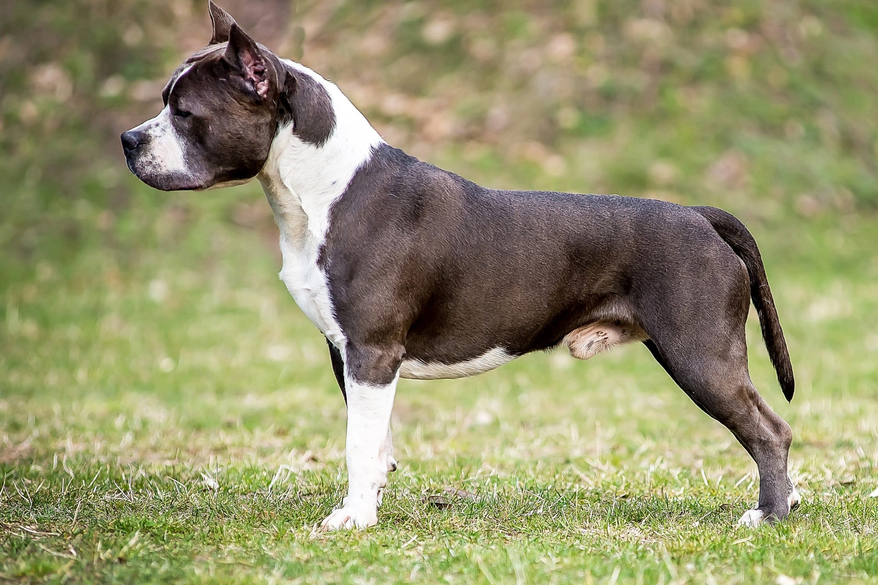 American Staffordshire Terrier Caractère Origine Prix