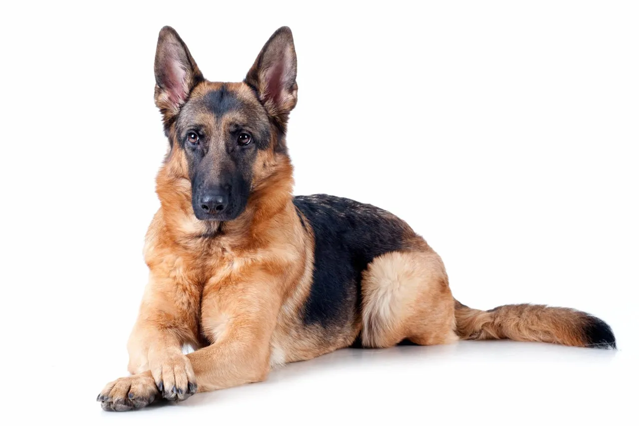 Berger allemand