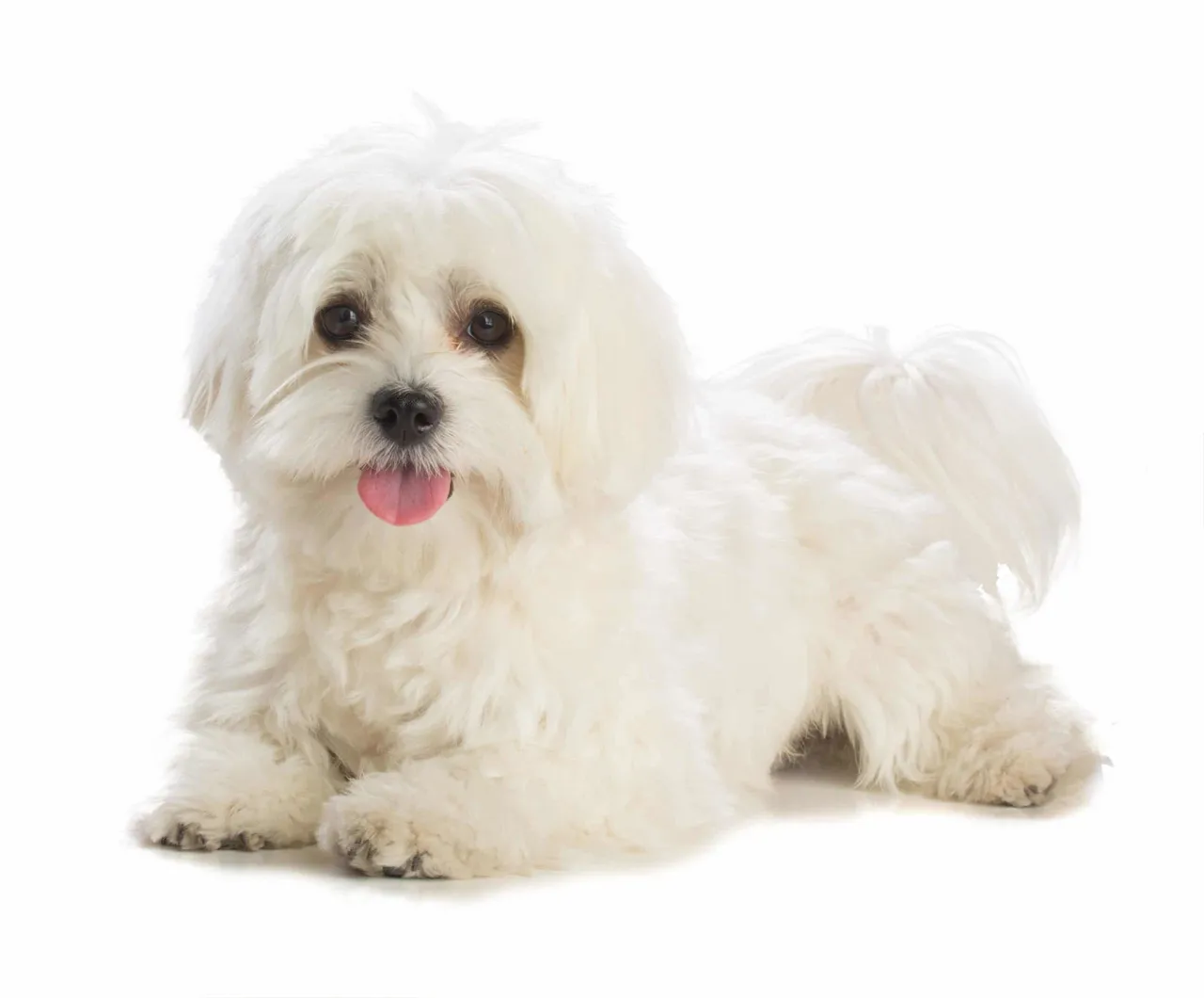 Bichon maltais