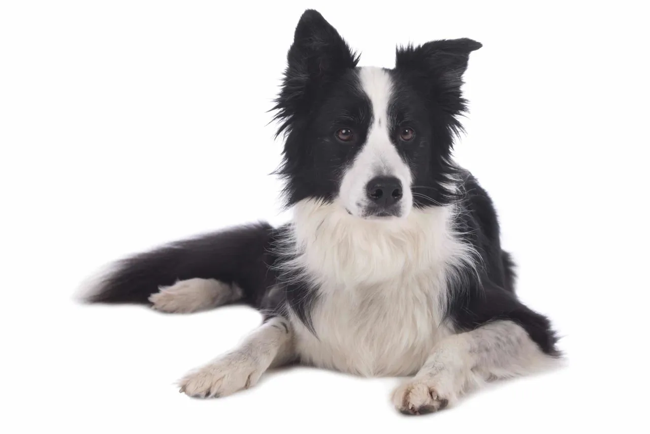 Border Collie
