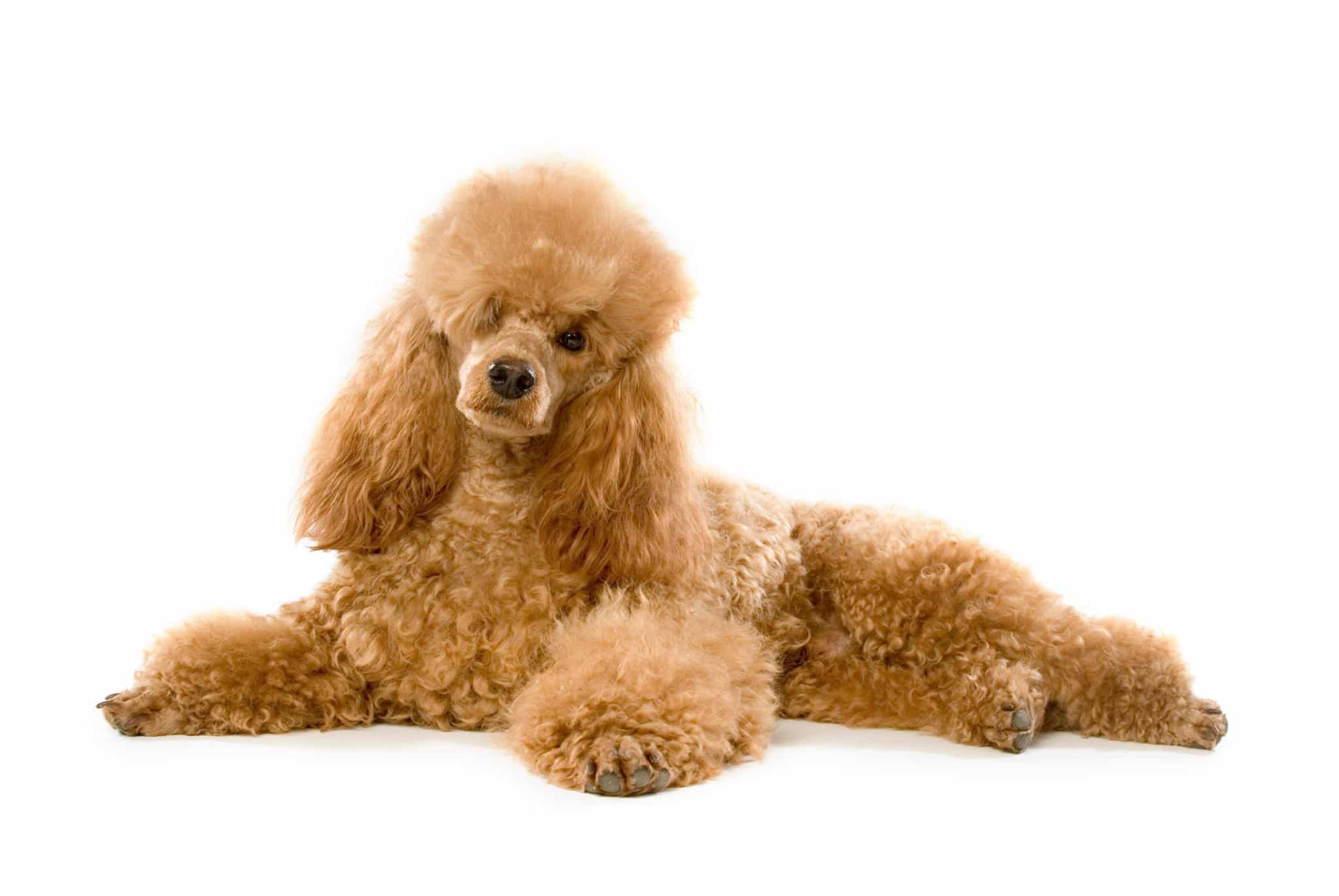 Le caniche