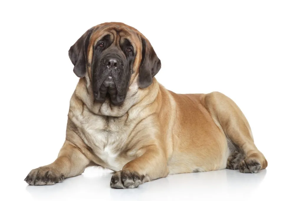 Mastiff anglais