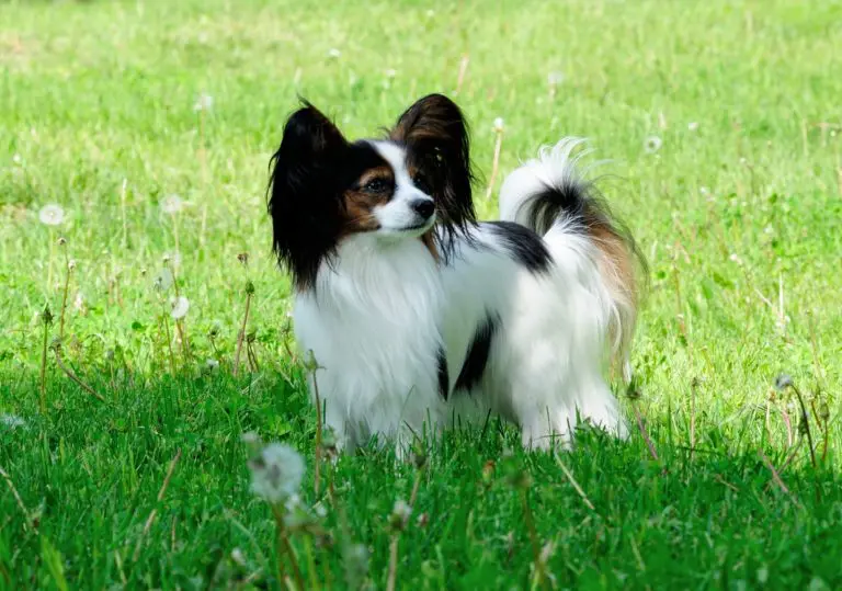 Épagneul nain continental Papillon