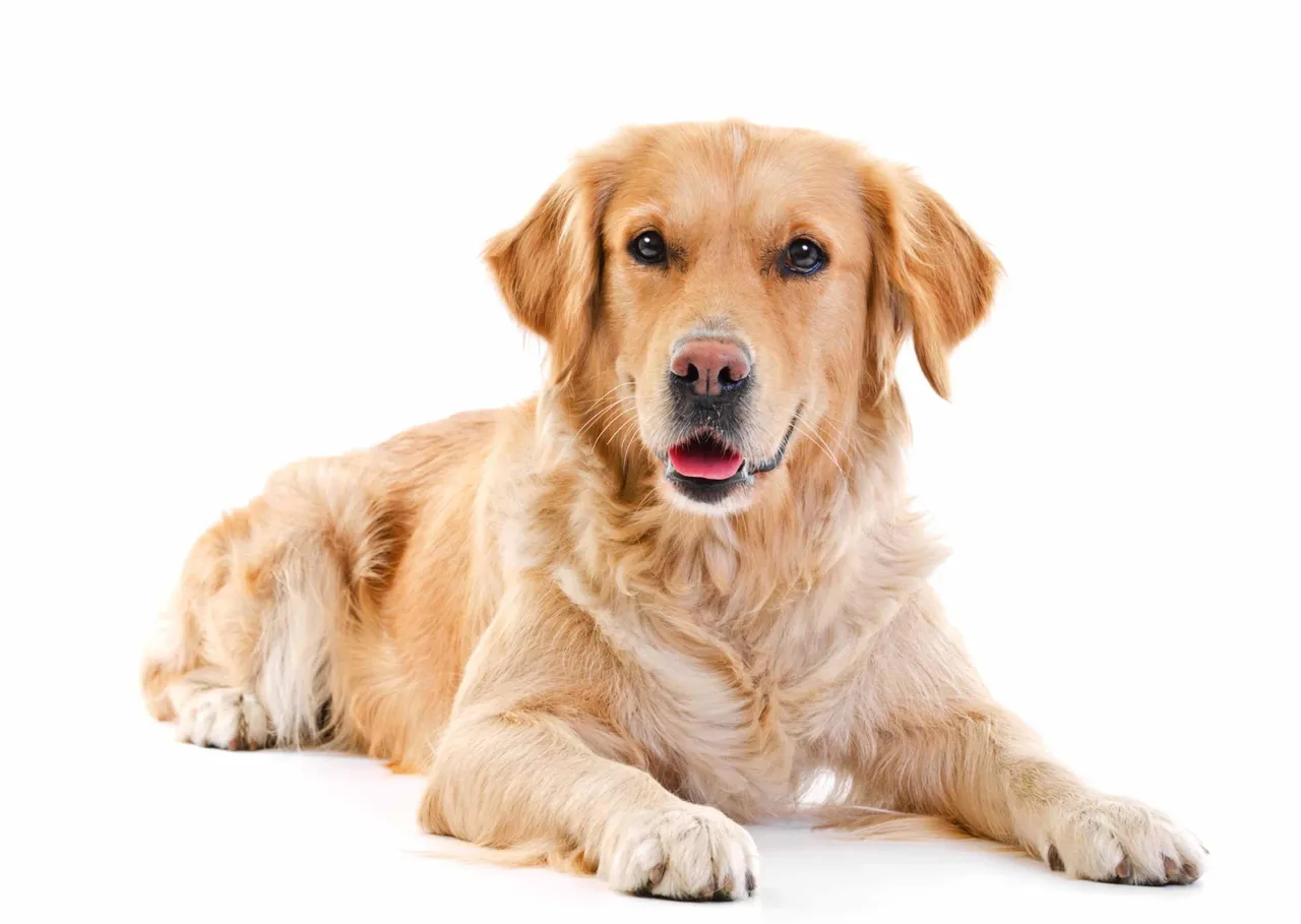 Golden retriever