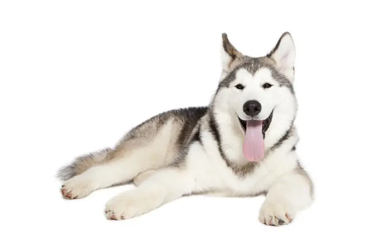 Malamute de l’Alaska