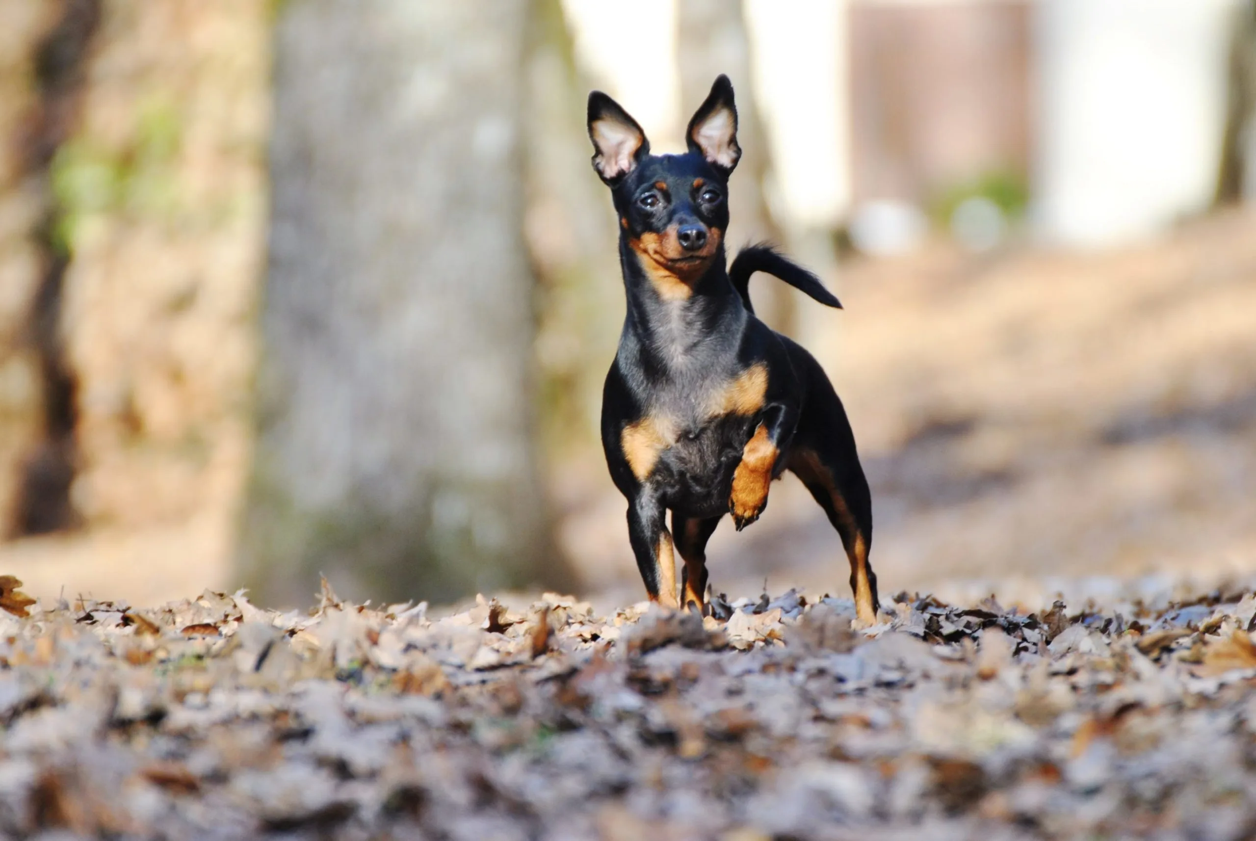 Pinscher nain