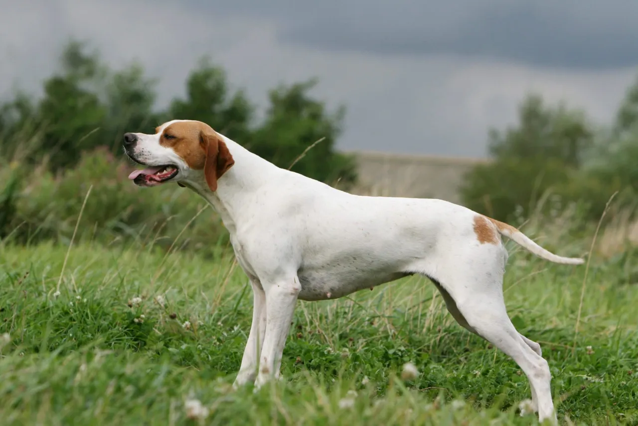 Pointer Anglais - portrait