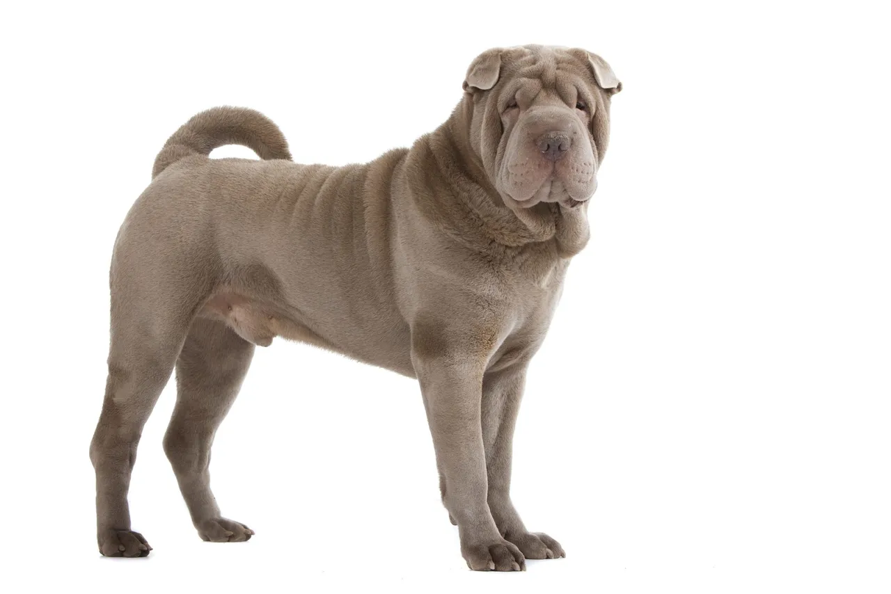 shar pei
