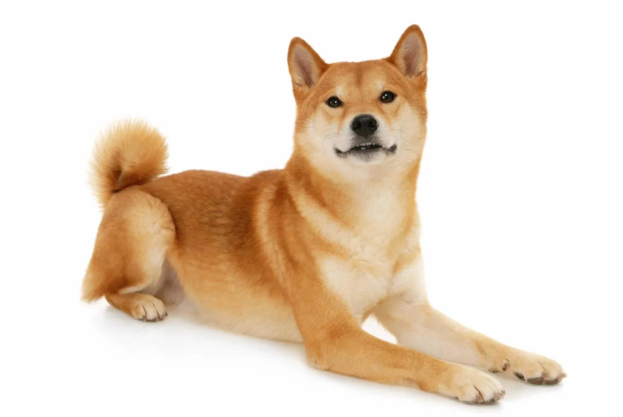 Shiba inu