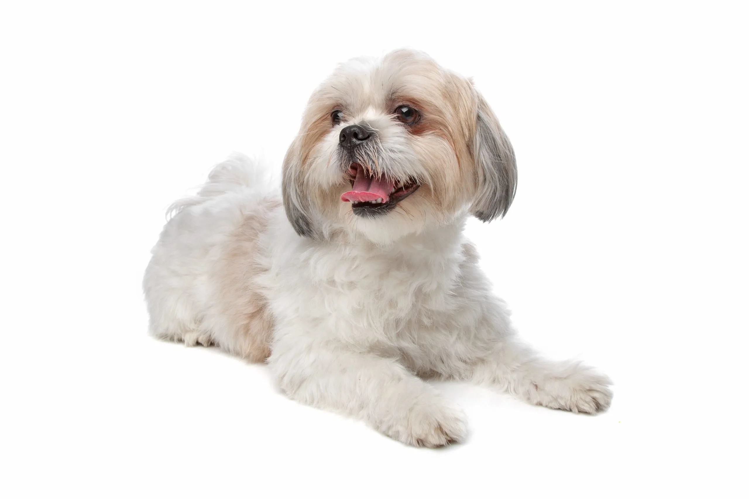 shih tzu