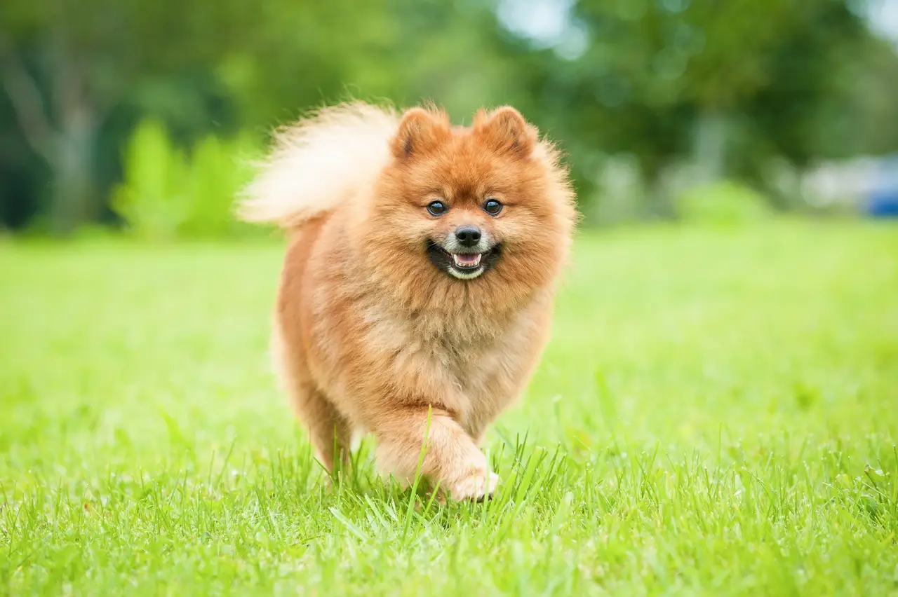 Spitz nain