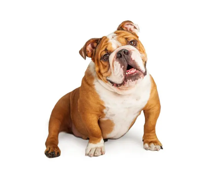bulldog anglais