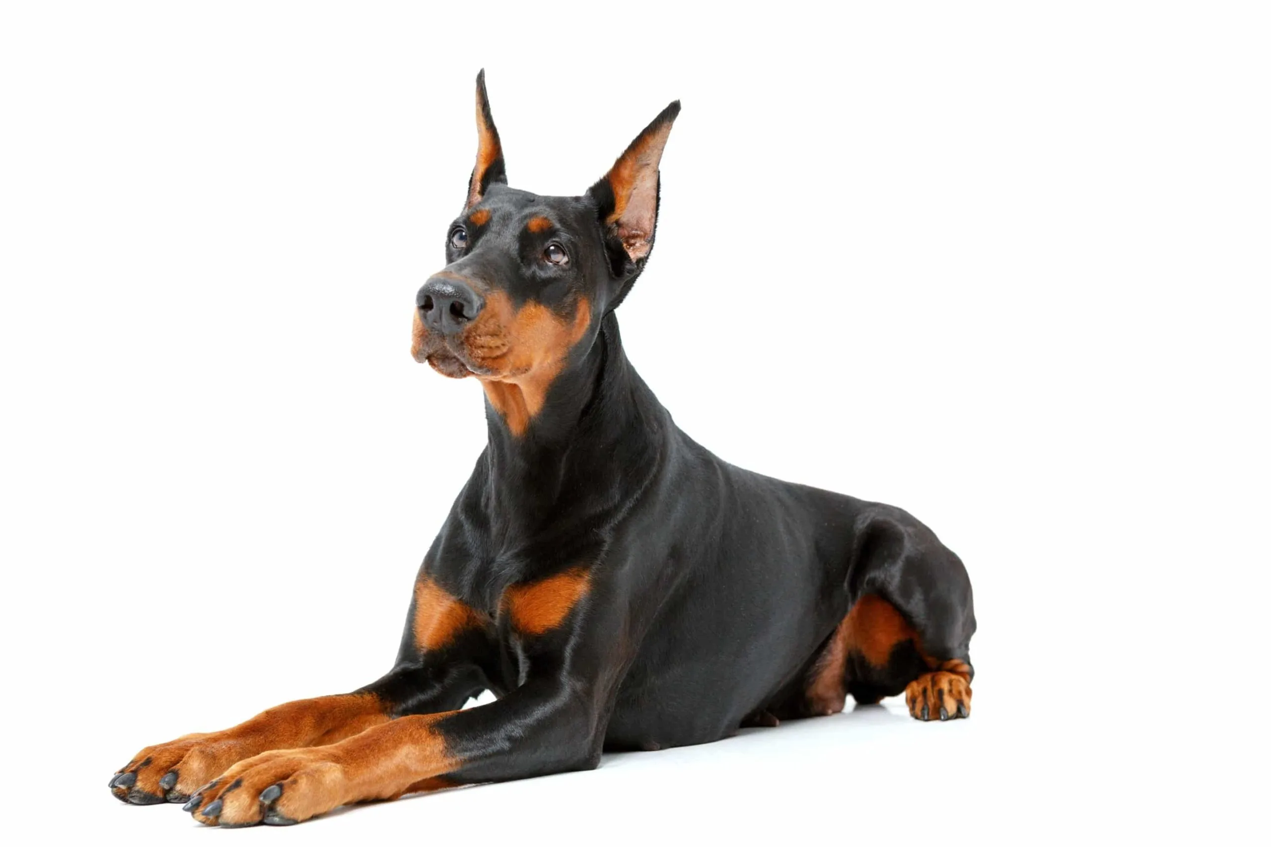 doberman oreille coupe