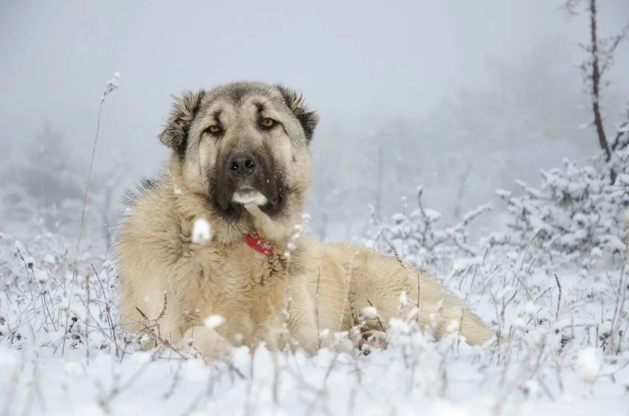 kangal