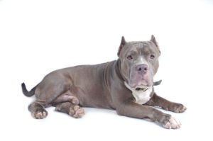 Pitbull