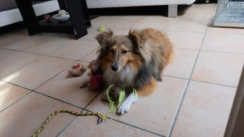 chiens-dechiquetage