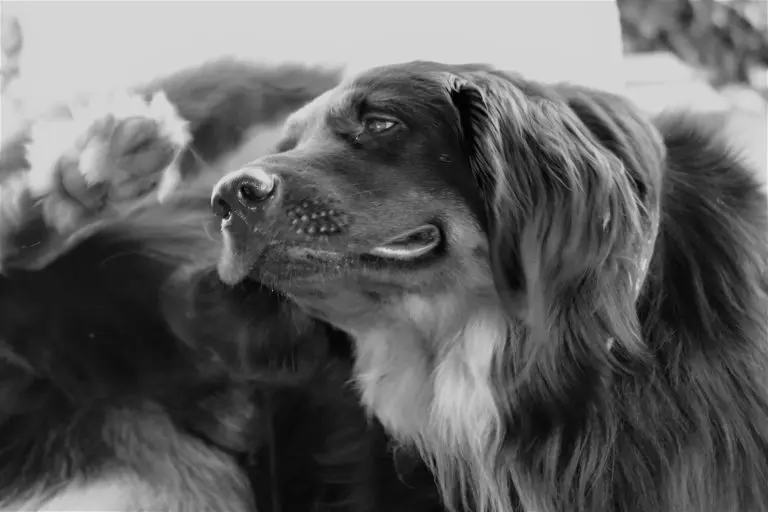 Aoûtats chez le chien