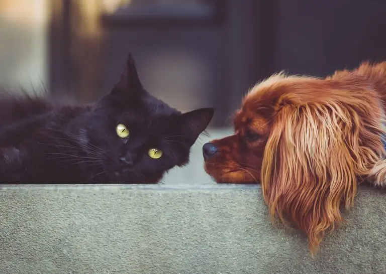 Cohabitation entre chien et chat