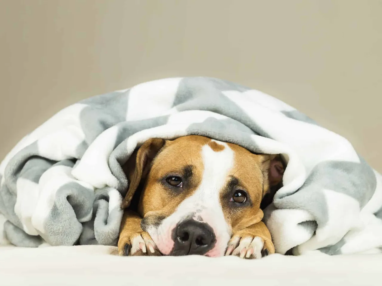Diarrhée chez le chien