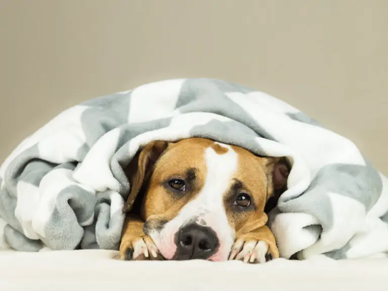 Diarrhée chez le chien