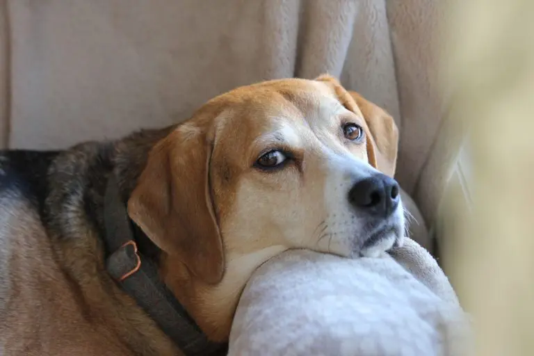 eczéma chez le chien