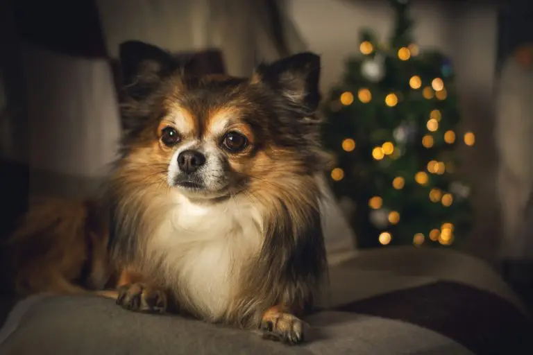 inflammations chez le chien