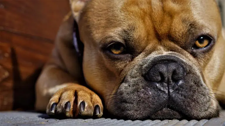 insuffisance cardiaque du chien