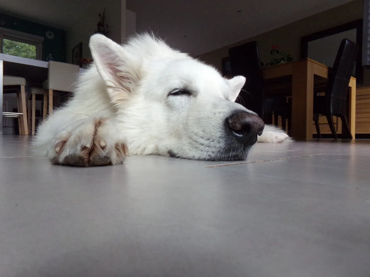 pneumonie du chien