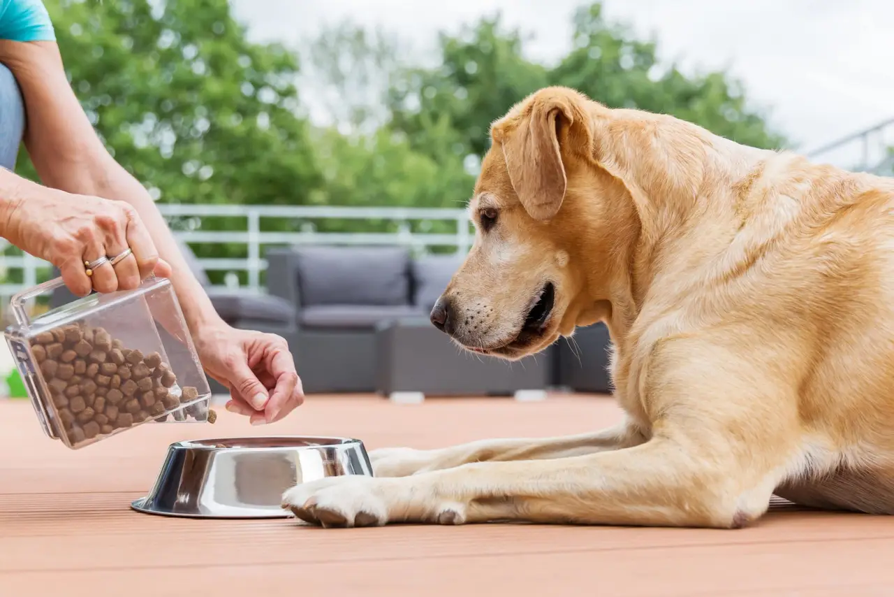 ralentir un chien qui mange trop vite