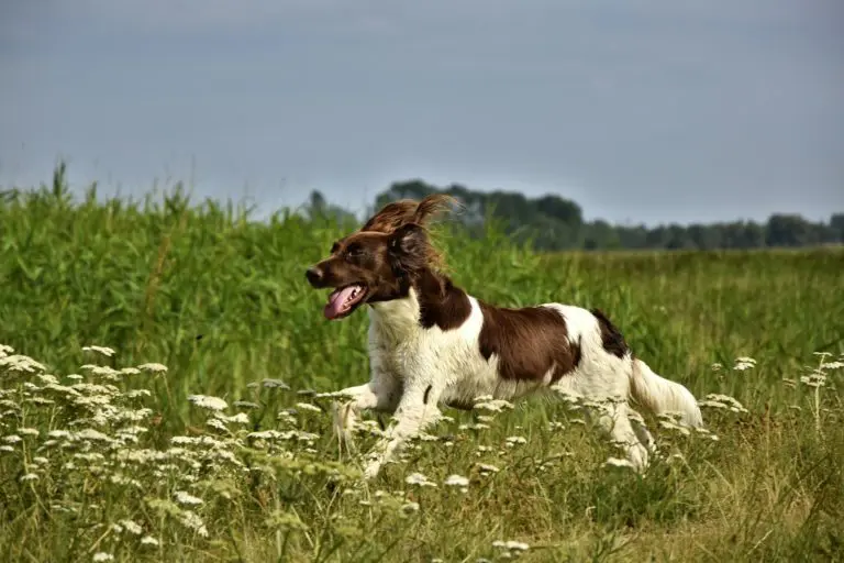rhume chez le chien
