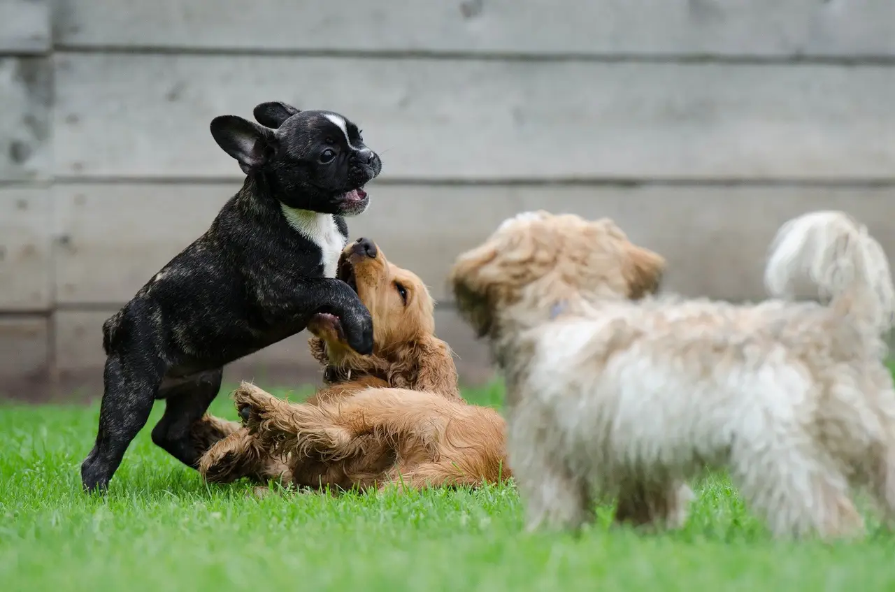 sociabiliser son chien