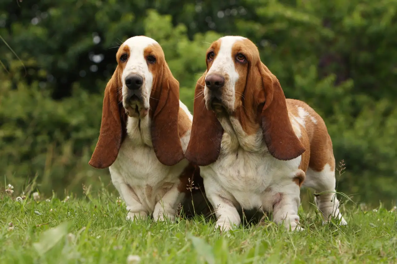 couple de Basset Hound