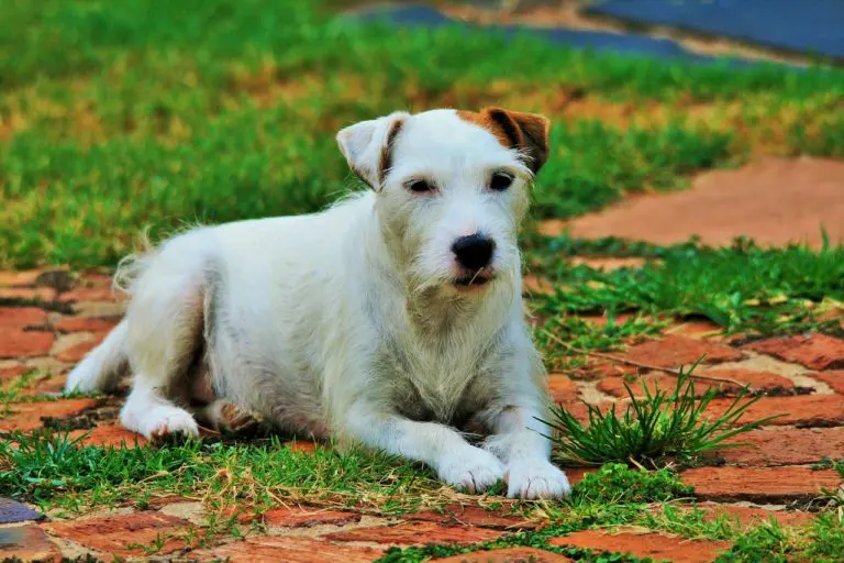Apprendre à son chien à se coucher