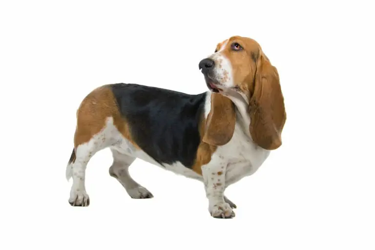 Basset Hound