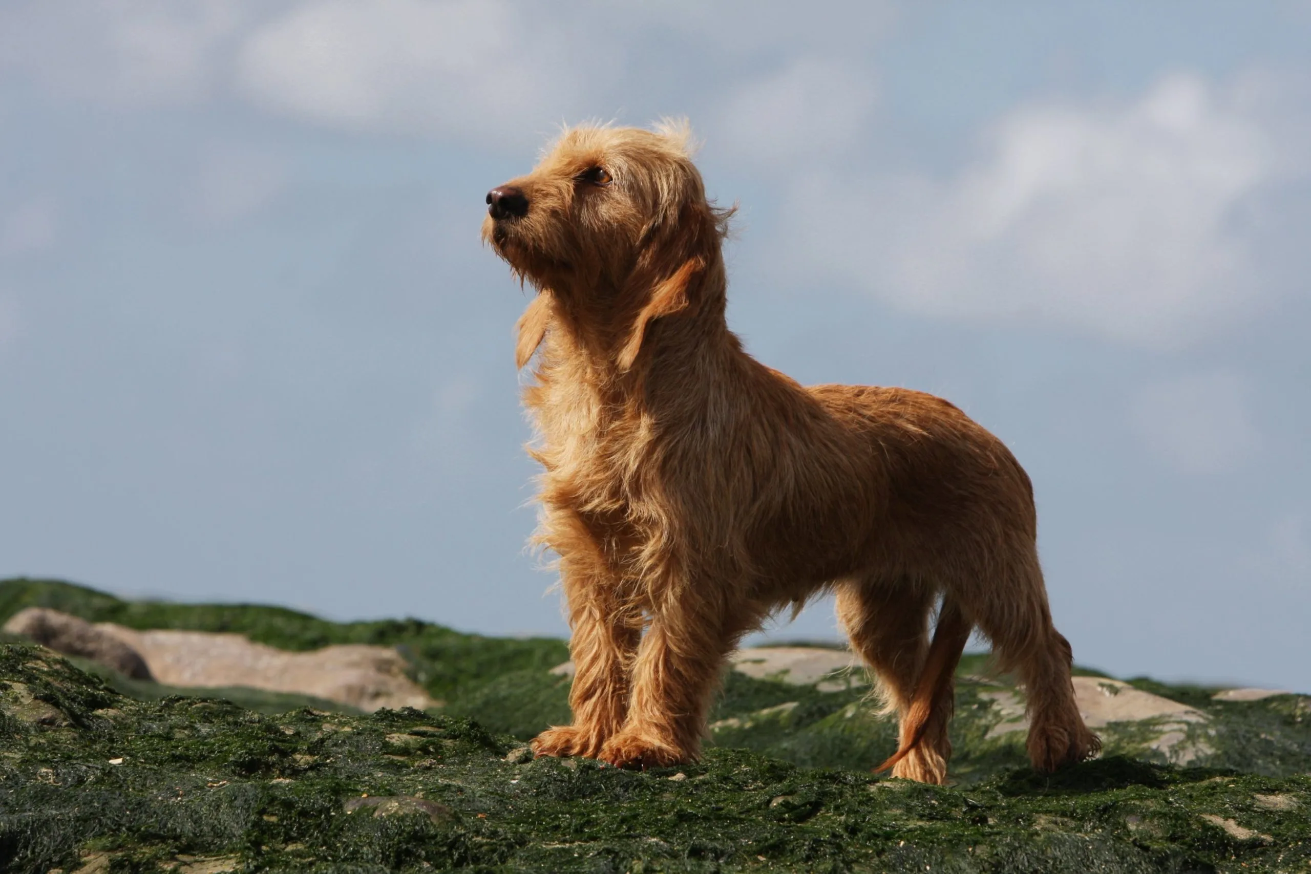 Basset fauve de Bretagne