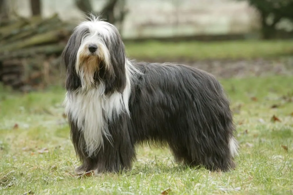 bearded collie
