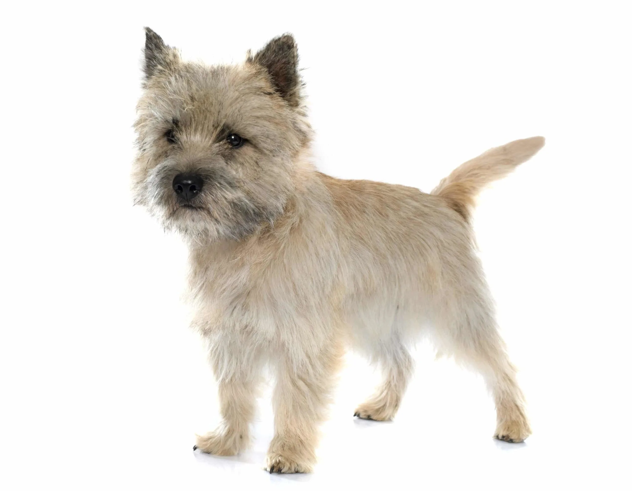 cairn terrier