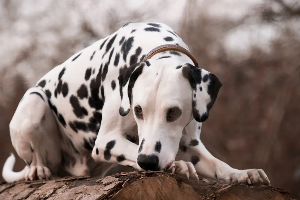 Dalmatien couché sur un tronc d'arbre 