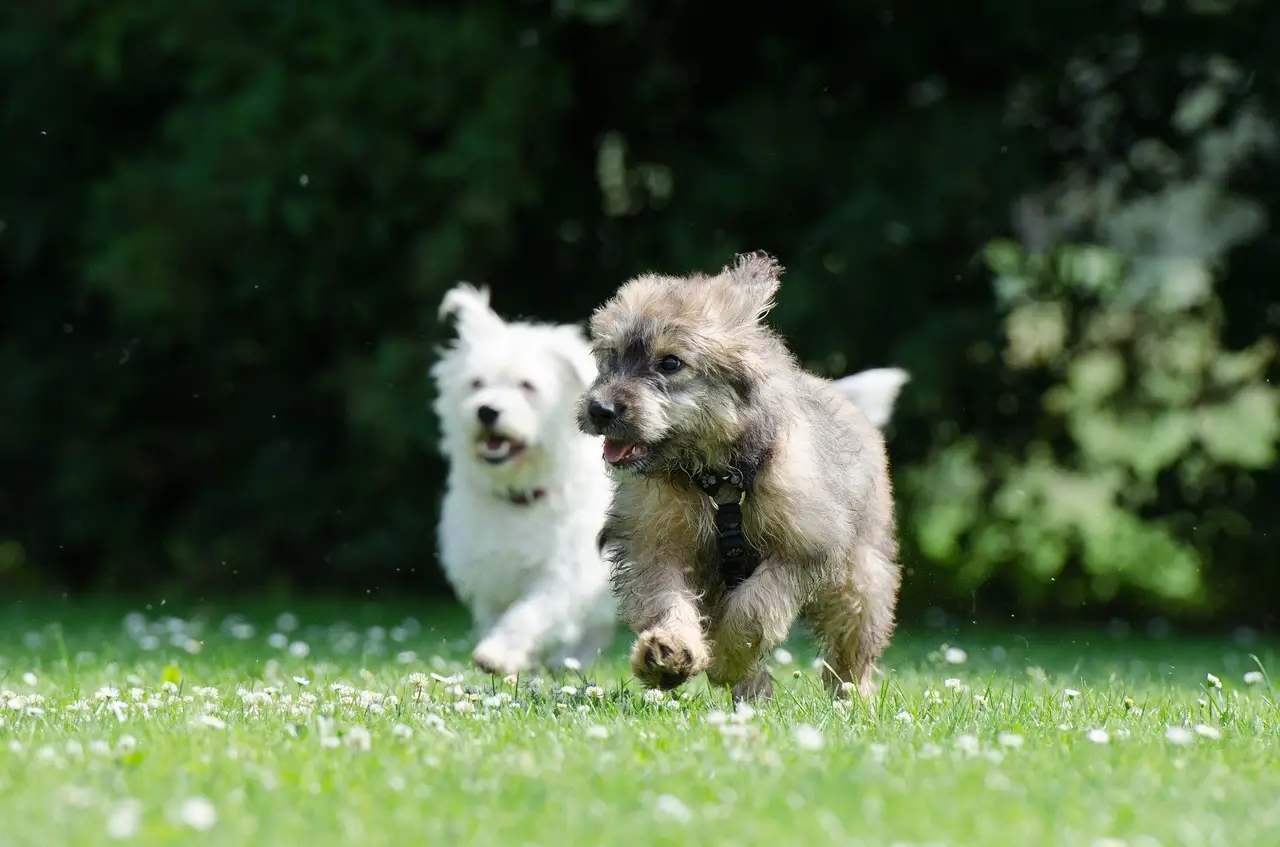 Développement du chien