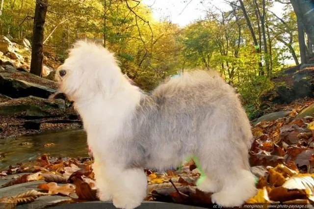 Bobtail