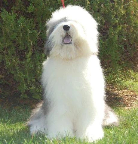 Bobtail assis