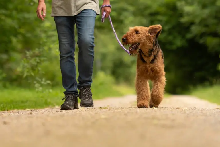 Promener son chien