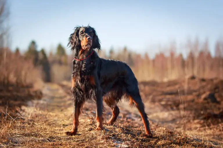 Setter Gordon