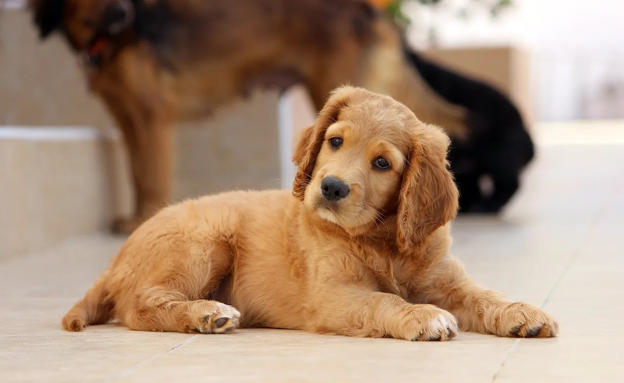 accueillir son chiot
